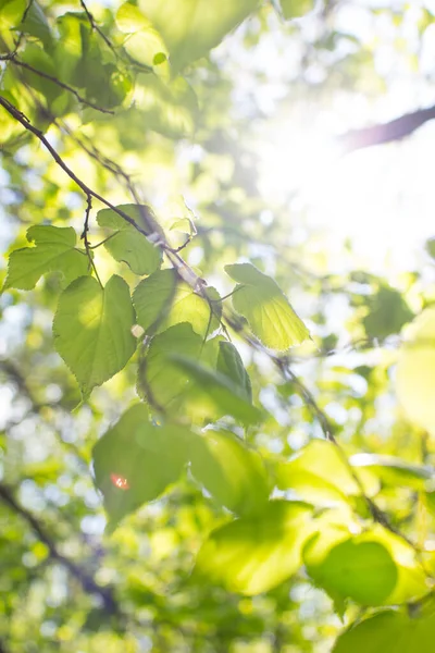 Takken Met Groene Bladeren Het Park Blauwe Hemel Achtergrond Zomer — Stockfoto