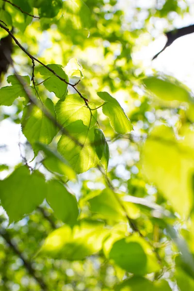 Äste Mit Grünen Blättern Park Vor Blauem Himmel Sommerkonzept — Stockfoto