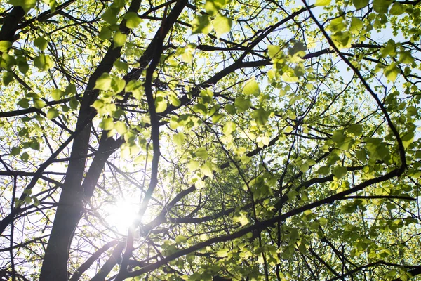 Galhos Árvore Com Folhas Verdes Parque Fundo Céu Azul Conceito — Fotografia de Stock