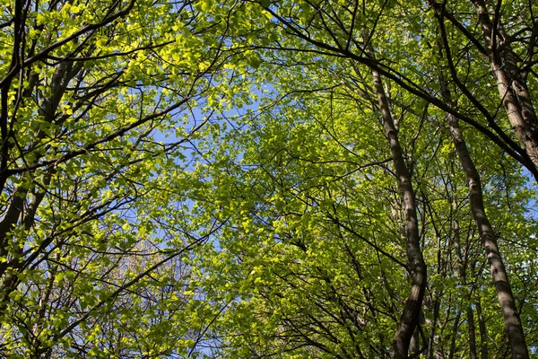 Ramas Árboles Con Hojas Verdes Parque Sobre Fondo Azul Cielo —  Fotos de Stock