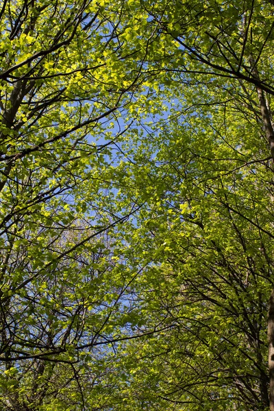 Galhos Árvore Com Folhas Verdes Parque Fundo Céu Azul Conceito — Fotografia de Stock