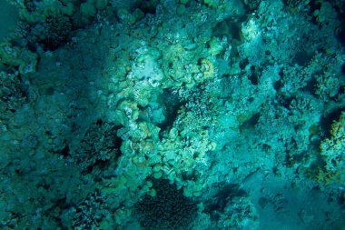 Kızıldeniz 'deki mercan resifinin sualtı görüntüsü