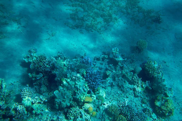 红海珊瑚礁的水下景观 — 图库照片