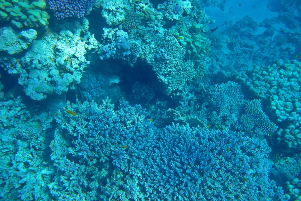 Vista Subaquática Recife Coral Mar Vermelho — Fotografia de Stock