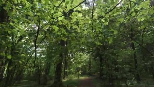 Caminhe Pelos Caminhos Cobertos Velha Floresta Câmera Nível Peito Humano — Vídeo de Stock