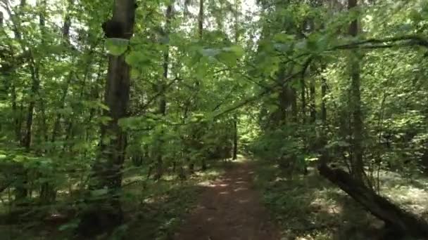 Wandel Langs Overwoekerde Paden Van Het Oude Bos Camera Menselijk — Stockvideo