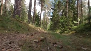 Güneşli yaz gününde sonsuz ormanın içinden yol manzarası