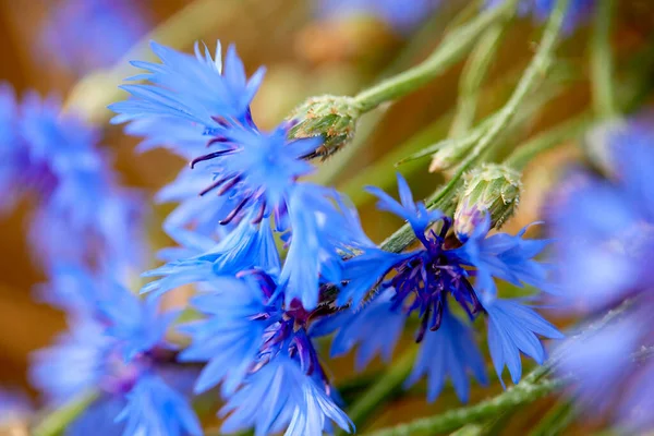 Hermosas Flores Brillantes Que Crecen Campo Vista Cercana —  Fotos de Stock