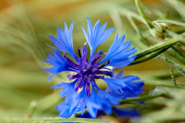 Krásná Jasná Květina Rostoucí Poli Zblízka — Stock fotografie