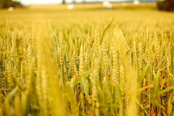 Mooie Weide Met Gras Bloemen Zonnige Dag — Stockfoto