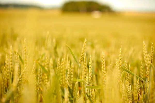 Mooie Weide Met Gras Bloemen Zonnige Dag — Stockfoto