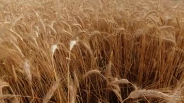 Güneşli bir günde mavi gökyüzüne karşı rüzgarda savrulan sivri uçlu çayırların manzarası.