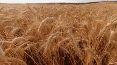 Güneşli bir günde mavi gökyüzüne karşı rüzgarda savrulan sivri uçlu çayırların manzarası.