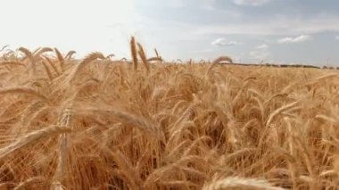 Güneşli bir günde mavi gökyüzüne karşı rüzgarda savrulan sivri uçlu çayırların manzarası.