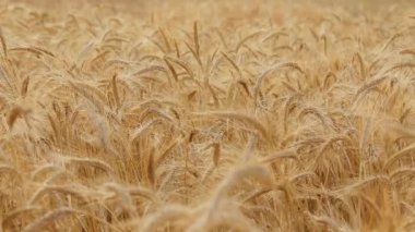 Güneşli bir günde mavi gökyüzüne karşı rüzgarda savrulan sivri uçlu çayırların manzarası.