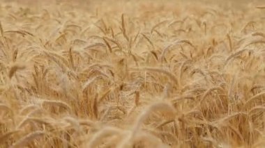 Güneşli bir günde mavi gökyüzüne karşı rüzgarda savrulan sivri uçlu çayırların manzarası.