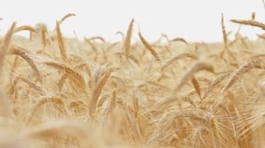 Güneşli bir günde mavi gökyüzüne karşı rüzgarda savrulan sivri uçlu çayırların manzarası.