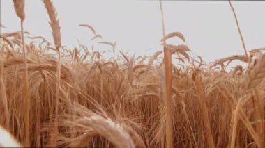 Güneşli bir günde mavi gökyüzüne karşı rüzgarda savrulan sivri uçlu çayırların manzarası.