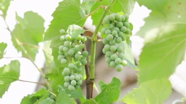 Güneşli bir günde, açık havada yetişen güzel üzümler, yaz konsepti, yakın manzara  