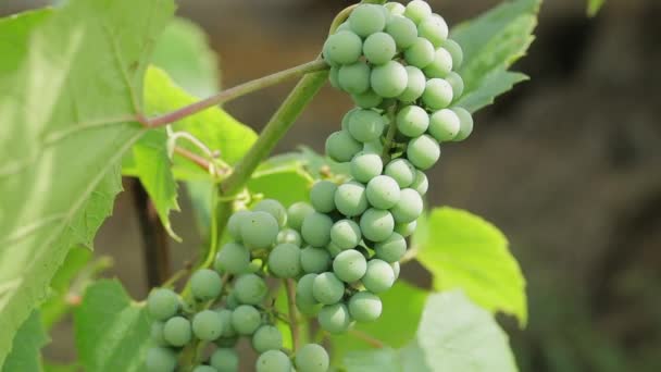 Schöner Weinanbau Freien Sonnigen Tagen Sommerkonzept Nahsicht — Stockvideo