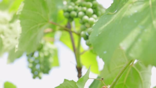 Schöner Weinanbau Freien Sonnigen Tagen Sommerkonzept Nahsicht — Stockvideo