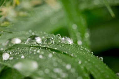 Yeşil yapraklar ve su damlaları yaz bahçesinde, yakın manzara 