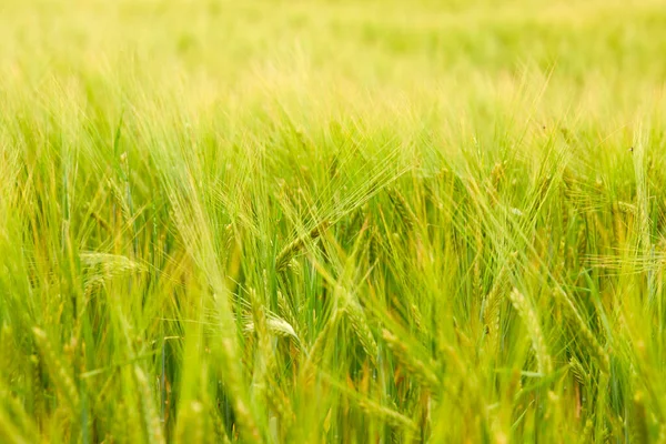 Green Wheat Field Farm Field Sunny Day — Stock Photo, Image