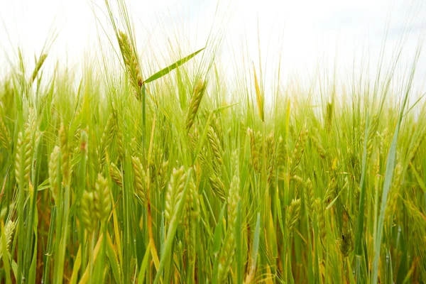 Green Wheat Field Farm Field Sunny Day — Stock Photo, Image