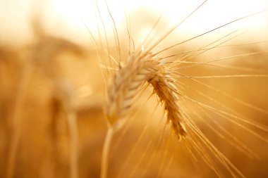 Güneşli bir günde organik buğdaylı tarla, yakın görüş 