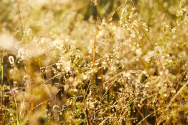 Güneşli bir günde çimen ve çiçeklerle dolu güzel bir çayır.
