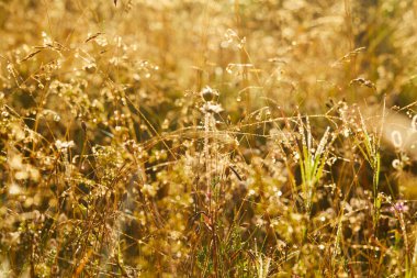 Güneşli bir günde çimen ve çiçeklerle dolu güzel bir çayır.