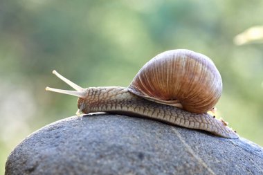  Güneşli bir günde bahçede taşın üzerinde sürünen salyangoz.
