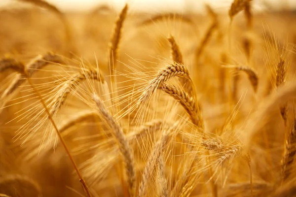 Veld Met Biologische Tarwe Zonnige Dag Dichtbij Uitzicht — Stockfoto