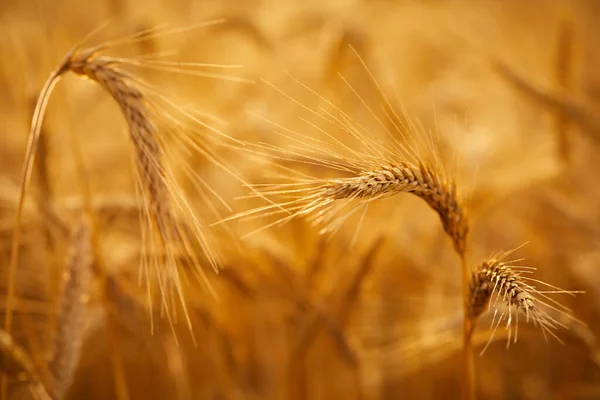 Campo Con Trigo Orgánico Día Soleado Vista Cercana —  Fotos de Stock