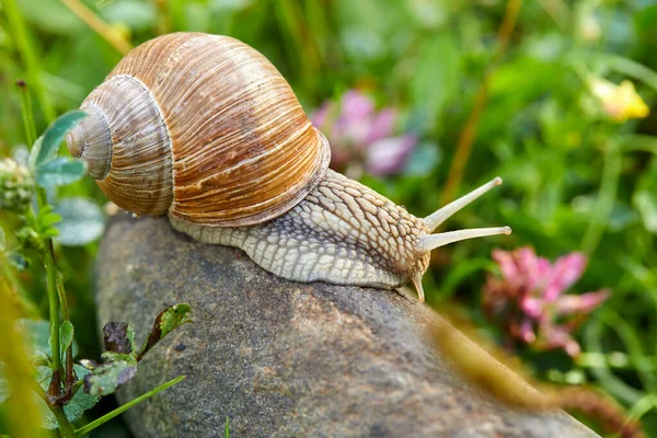 Caracol Rastejando Pedra Jardim Dia Ensolarado — Fotografia de Stock