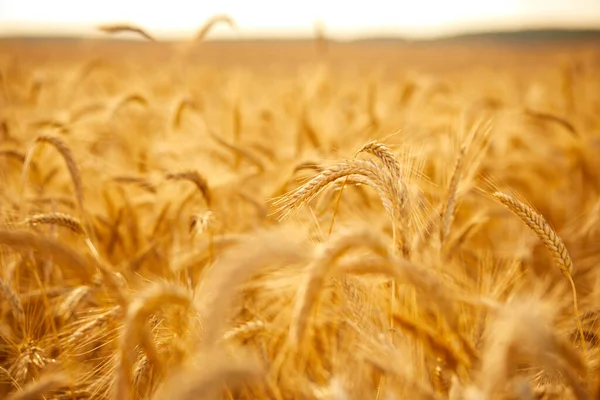 Поле Органической Спелой Пшеницей Солнечный День — стоковое фото