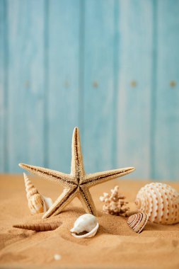 Deniz kabuğu ve kumdaki deniz yıldızının bileşimi