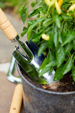 Bahçesinde bitkiler olan bahçe aletleri.