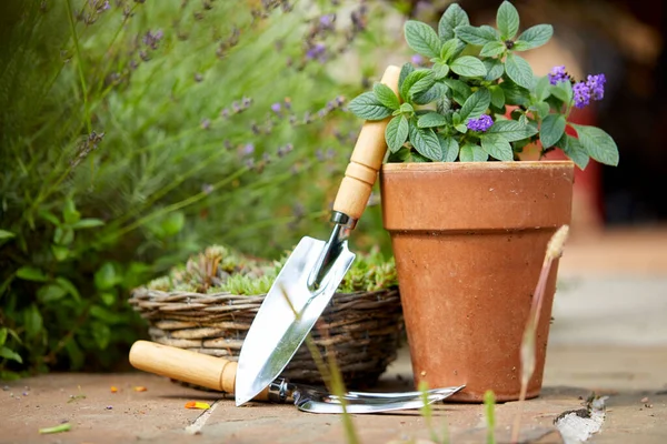 Outils Jardinage Avec Des Plantes Dans Jardin Journée Ensoleillée — Photo