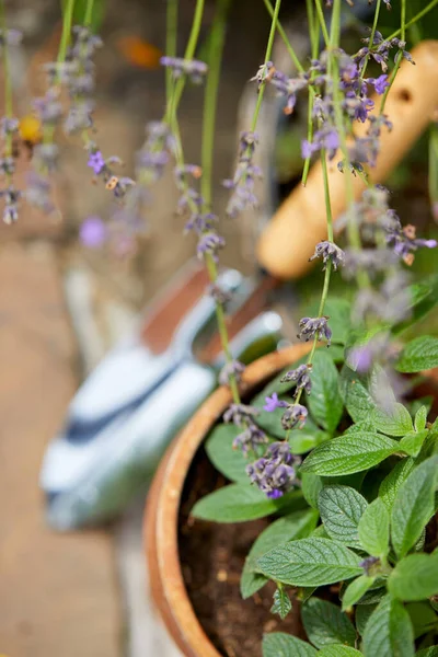 Herramientas Plantas Jardinería Jardín —  Fotos de Stock