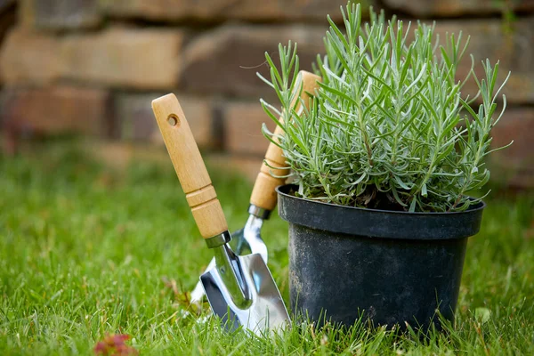 Outils Jardinage Avec Des Plantes Dans Jardin Journée Ensoleillée — Photo