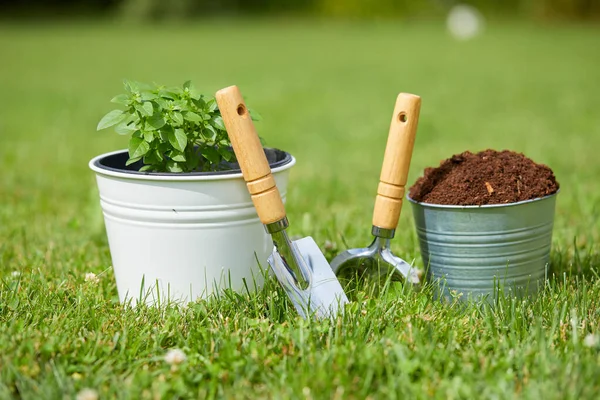 Trädgårdsredskap Med Växter Trädgården Solig Dag — Stockfoto