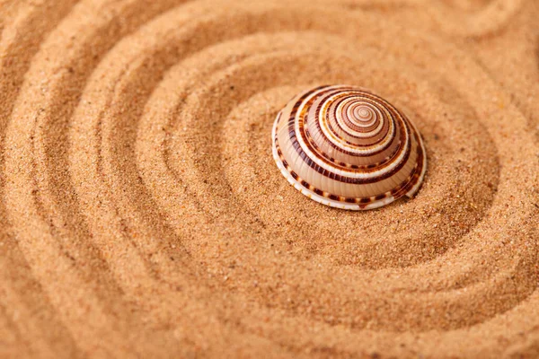 Κέλυφος Κυματιστή Άμμο Φόντο Παραλία — Φωτογραφία Αρχείου
