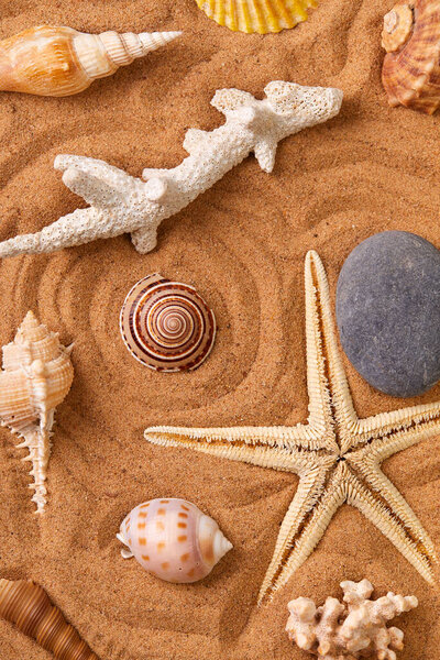 Starfish and shells on sand beach background