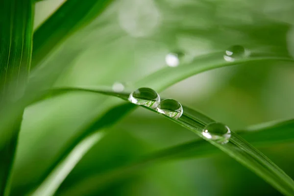 雨滴后绿叶上水滴的特写 — 图库照片