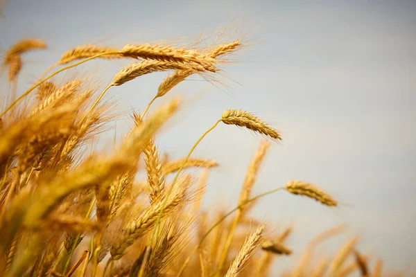 Пшеничные Колосья Поле Солнечный День — стоковое фото