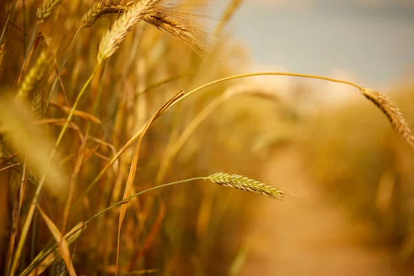 Pšeničné Zrnité Uši Poli Slunečného Dne — Stock fotografie