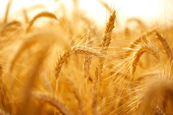 Pšeničné Zrnité Uši Poli Slunečného Dne — Stock fotografie