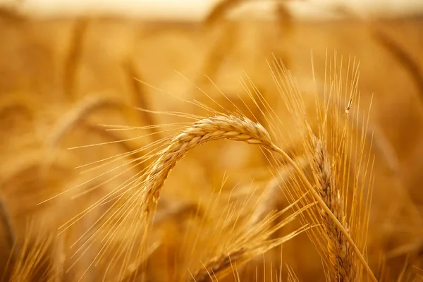 Spighe Grano Campo Durante Giorno Soleggiato — Foto Stock