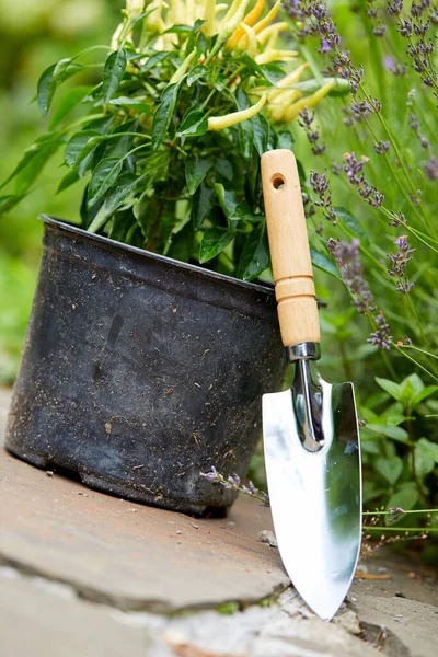Kertészeti Eszközök Növények Kertben Közelkép — Stock Fotó